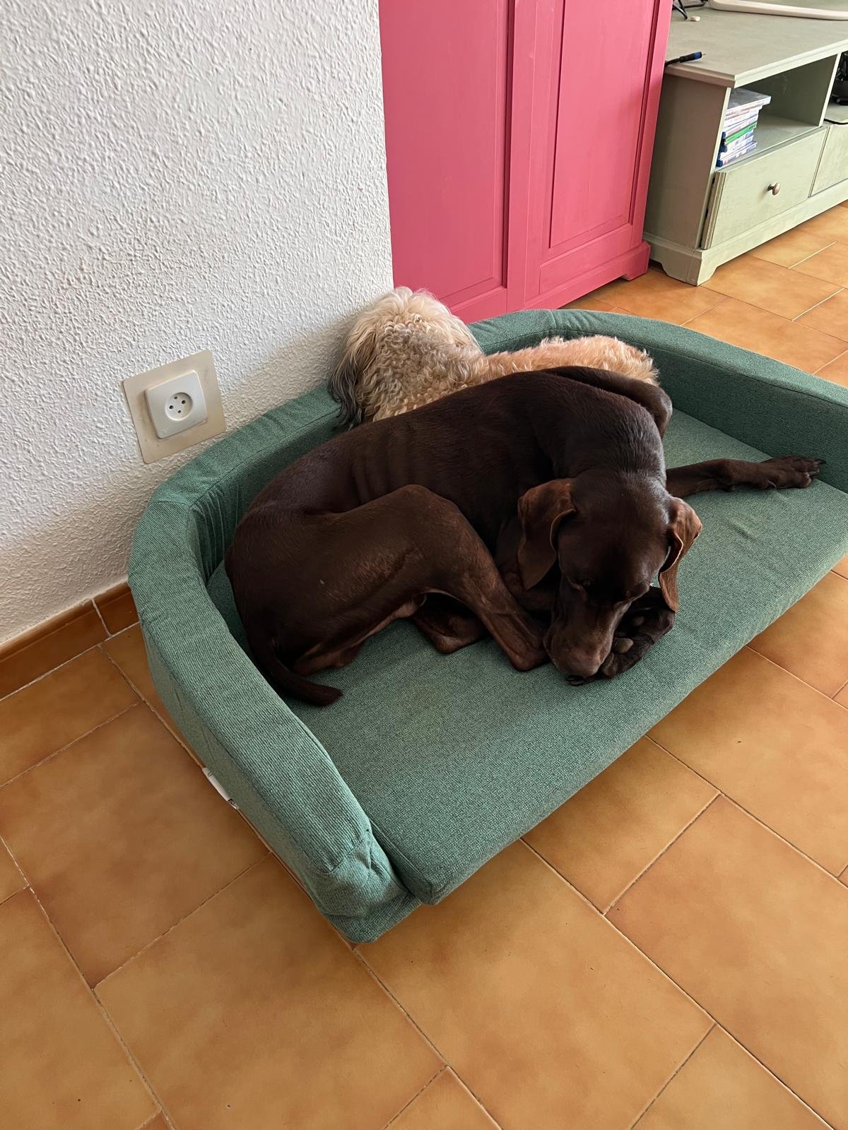 Bruce y Trufa descansando juntos en casa
