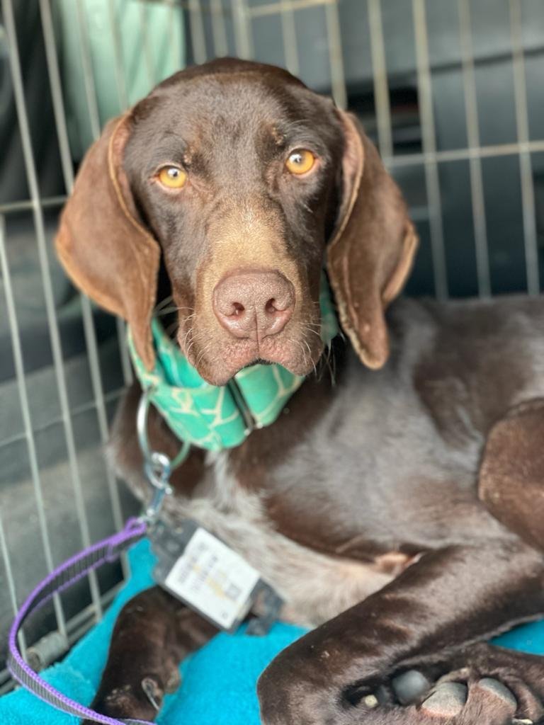 Bruce poco después de ser rescatado, antes del proceso que dio origen a la metodología de DoggySchool